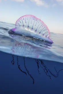 Physaliidae: Portuguese man o war (Physalia physalis), Tenerife
