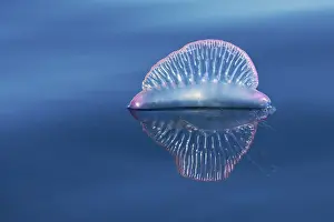 Physaliidae: Portuguese man o war (Physalia physalis), Tenerife