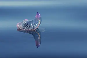 Physaliidae: Portuguese man o war (Physalia physalis), Tenerife