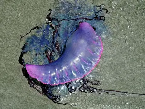 Tobago: Portuguese Man o War - washed ashore on the beach