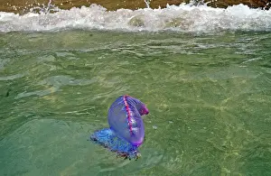 Tobago: Portuguese Man o War - being washed ashore on the beach