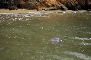 Tobago: Portuguese Man o War - being washed ashore on the beach