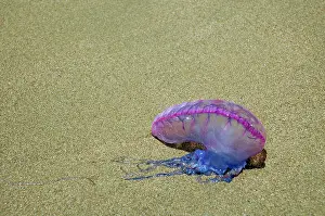Tobago: Portuguese Man o War - washed ashore on the beach