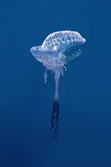 Azores: Portuguese Man O'war (Physalia physalis), Azores