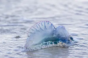 Hydrozoan: Portuguese Man of War - Isles of Scilly - UK