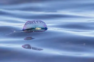 Hydrozoan: Portuguese Man of War - Isles of Scilly - UK
