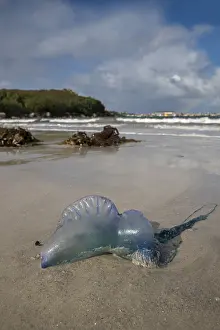 Stranded: Portuguese Man of War - St Mary's - Isles of Scilly - UK
