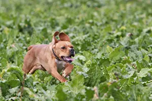Beets: Portuguese pointing dog running in a field of beets France