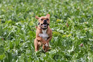 Beets: Portuguese pointing dog running in a field of beets France