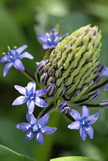 Scilla: Portuguese squill