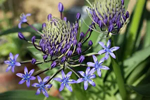 Scilla: Portuguese squill, Scilla Peruviana subsp, Hughii