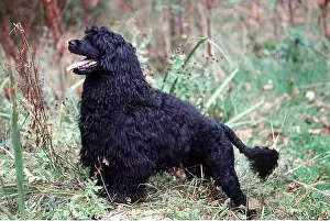 Sheepdogs: PORTUGUESE WATER DOG - in grass