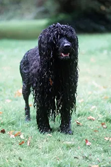 Sheepdogs: PORTUGUESE WATER DOG - wet