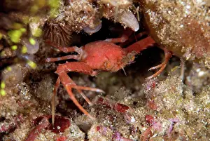 Extended: Portunid Crab with extended claw by hole