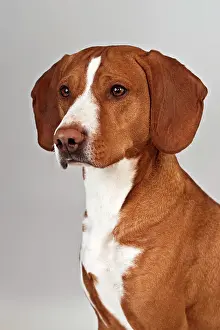 Internal: Posavaz Hound, portrait
