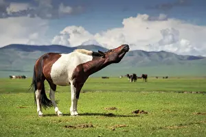 Orkhon: Pose of the horse (Equus ferus caballus), Arkhangai