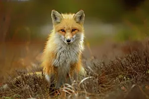 Jersey: posing Red Fox (Vulpes vulpes) in evening light
