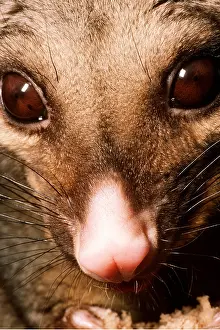 Possum: POSSUM - close-up of head