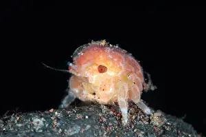 Larvae: Post-larvae Crab Megalopa