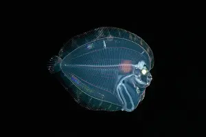 Eyed: Post larval Eyed Flounder