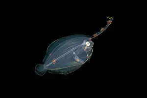 Post: Post larval Flounder