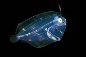 Post: Post larval Flounder