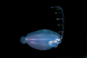 Bothus: Post larval Flounder with extended fin - Blackwater