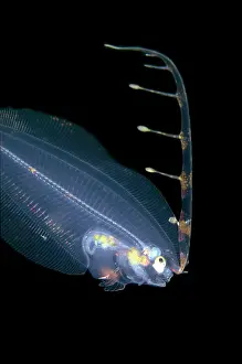 Bothus: Post larval Flounder with extended fin - Blackwater