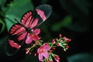 Conservatory: Postman Butterfly