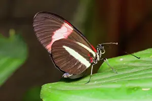 Jose: Postman Butterfly