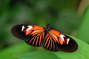 Heliconius: Postman Butterfly controlled conditions breeding