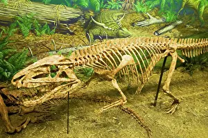 Cast: Postosuchus Fossil