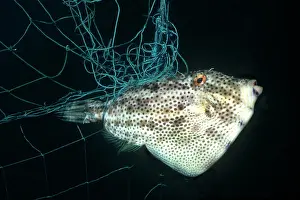 Victims: Pot-bellied leatherjacket Trigger FISH / PeronIs