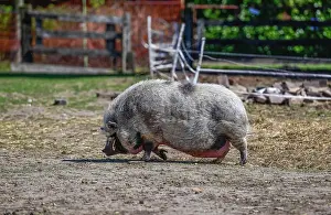 Bellied: Pot-bellied Pig