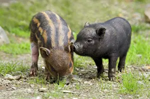 Wald: Pot-bellied pig (Sus scrofa), piglets, Wildpark