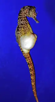 Seahorses: Pot-bellied Sea Horse