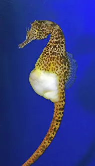 Seahorses: Pot-bellied Sea Horse