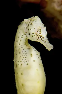 Hippocampus: Pot bellied seahorse, Hippocampus abdominalis