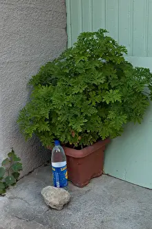 Hotpots: Pot of Geraniums and bottle of water Cucugnan Aude France