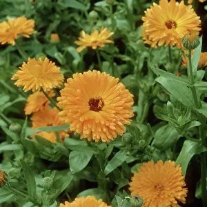 Marigold: Pot Marigold