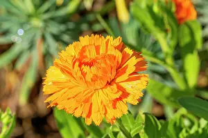 Marigold: Pot Marigold, Calendula officinalis D'Ollioules, flower