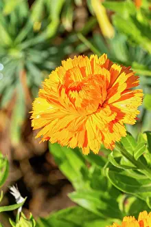Marigold: Pot Marigold, Calendula officinalis D'Ollioules, flower