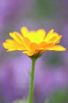 Marigold: Pot Marigold Flower