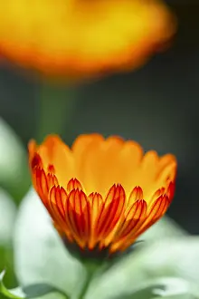 Nepeta: Pot Marigold Flower, Norfolk UK