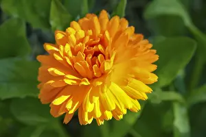 Nepeta: Pot Marigold Flower, Norfolk UK