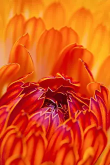 250417: Pot Marigold Flower, Norfolk UK
