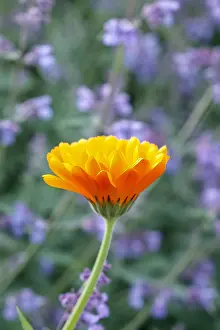 Nepeta: Pot Marigold with Nepeta, Norfolk UK