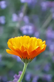 Nepeta: Pot Marigold with Nepeta, Norfolk UK