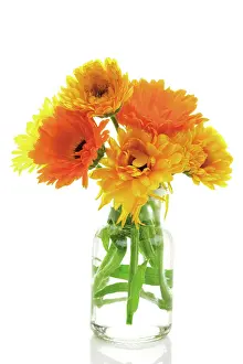 Marigold: Pot marigolds (Calendula) in an apothecary bottle