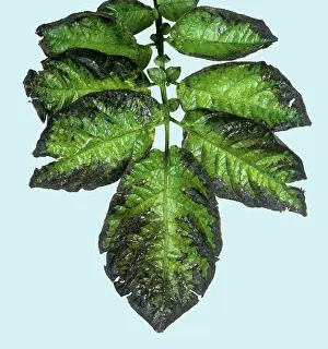 Root: Potassium deficiency